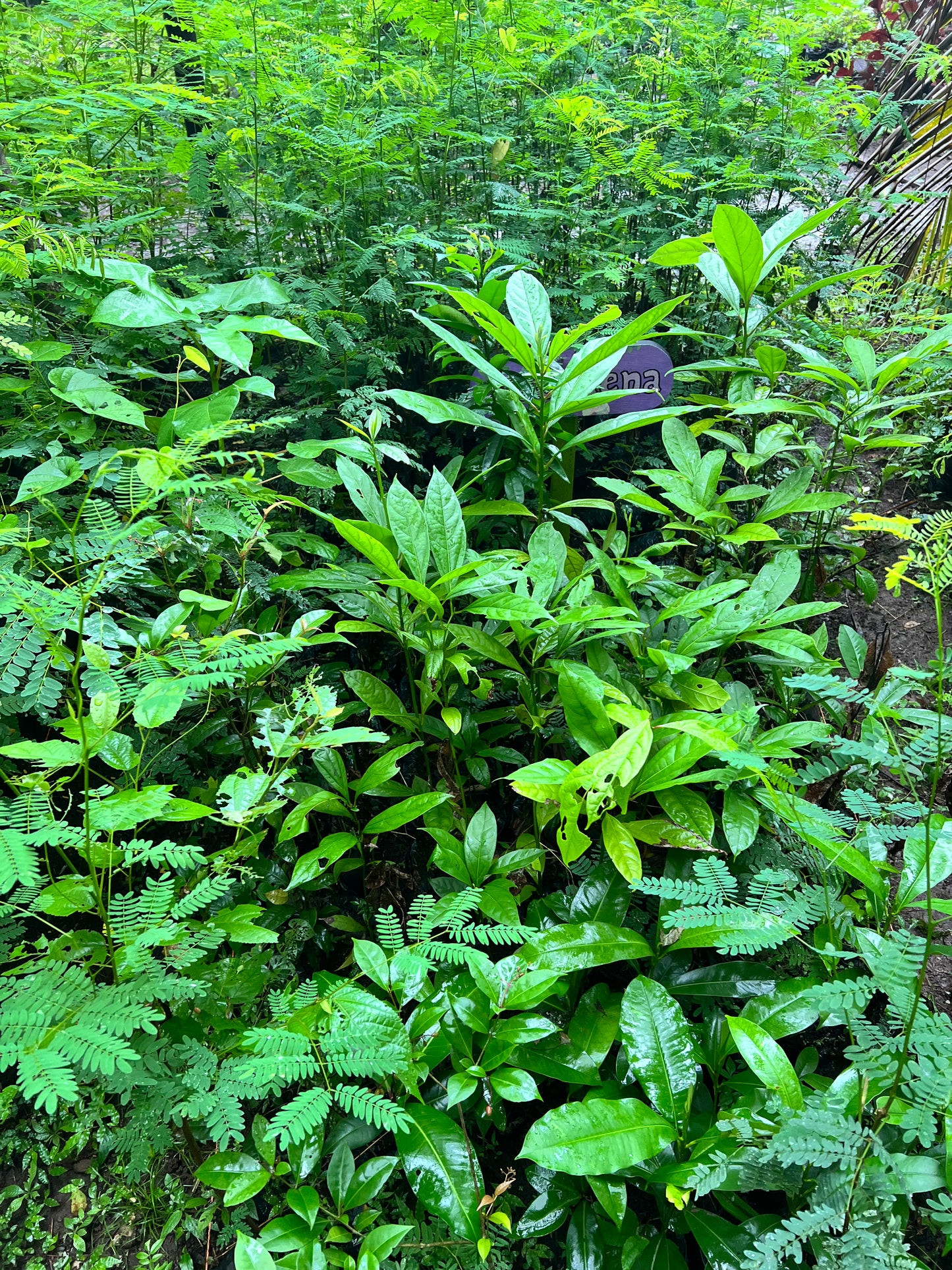 A selection from 52 different species of native trees.