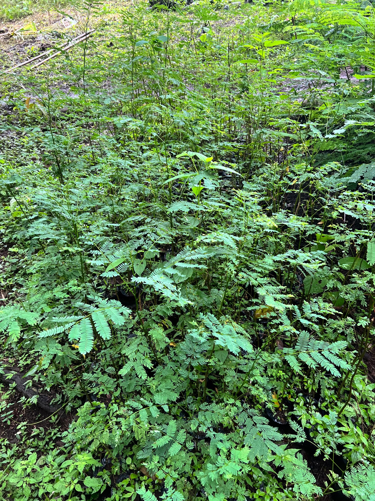 A selection from 52 different species of native trees.