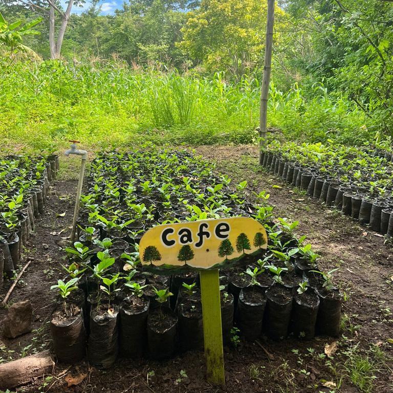 Ometepe Coffee Beans - Reserve A Whole Plant Yield