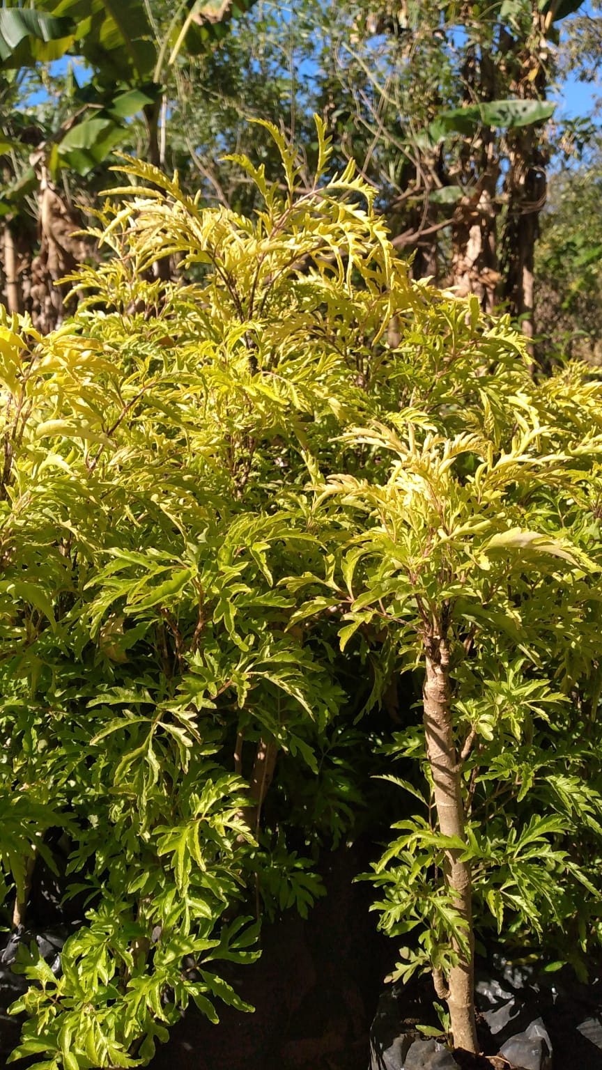 A selection from 52 different species of native trees.
