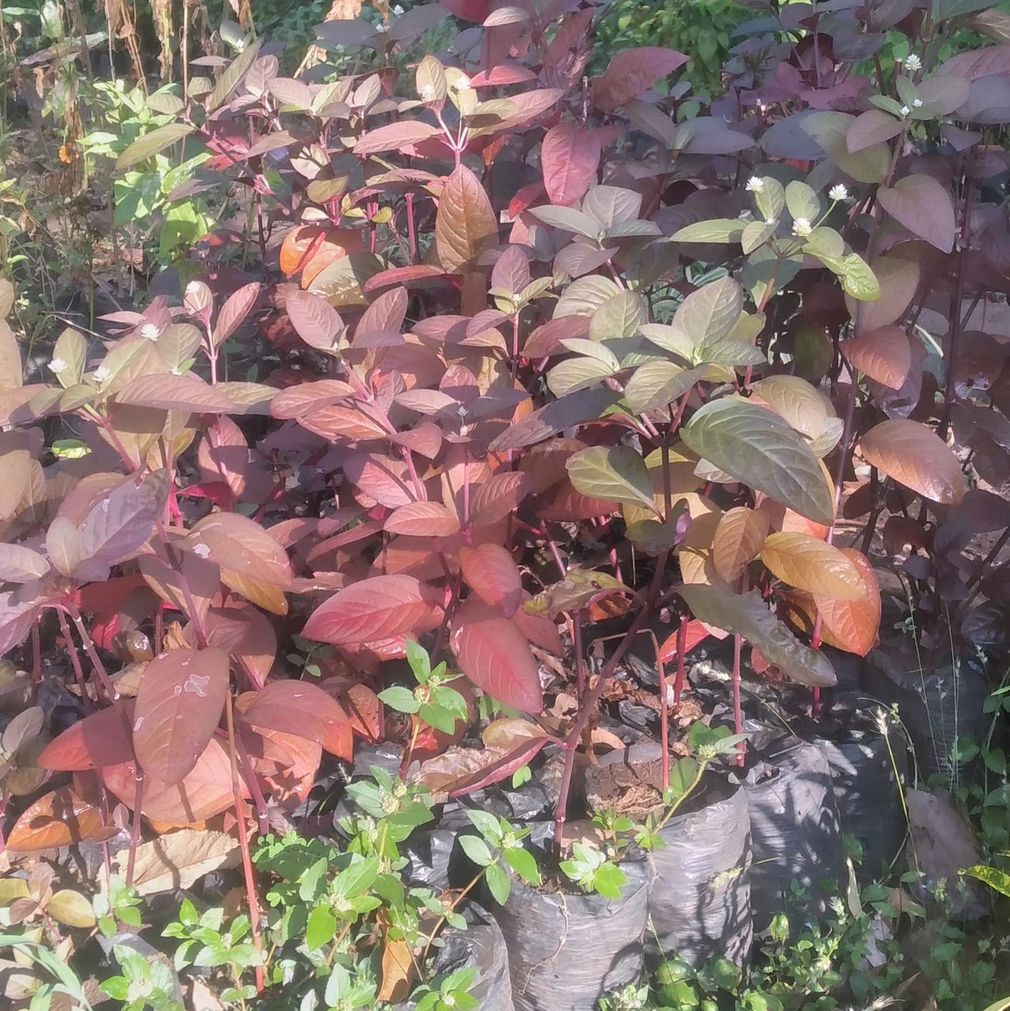 A selection from 52 different species of native trees.
