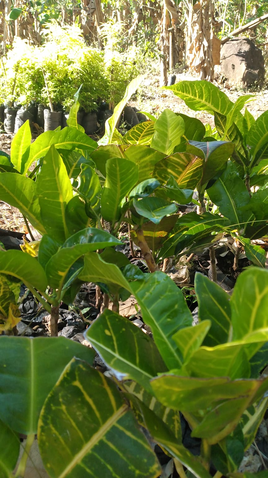 A selection from 52 different species of native trees.